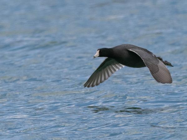 <h3><a href="/trips/Tucson_2023/biota/animalia/chordata/aves/023 gruiformes/003 rallidae/fulica americana/fulica americana-nl.html">Fulica&nbsp;americana</a> / American&nbsp;coot / Amerikaanse&nbsp;meerkoet</h3>OM-1 met M.300mm F4.0 + MC-14, 1/4000 sec  bij F5.6, ISO 500, afstand 74.6&nbsp;m